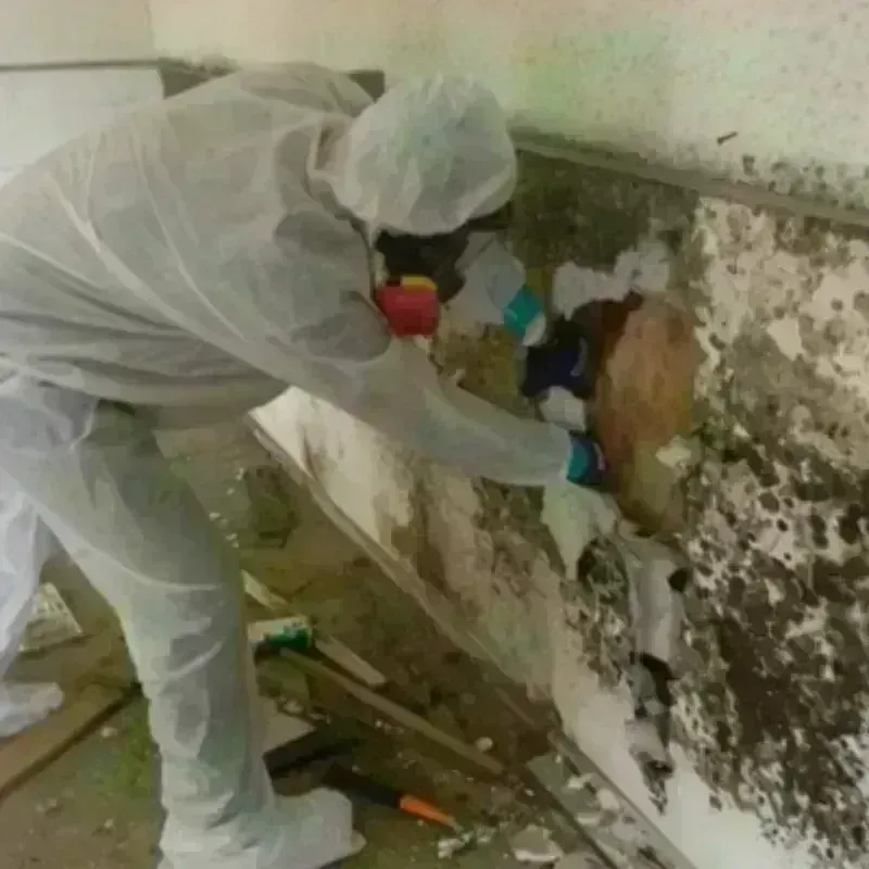 Mold Remediation and Removal in Haines, AK